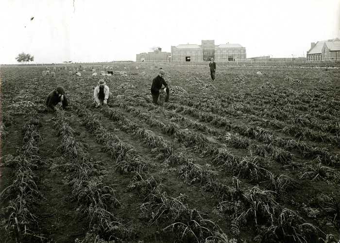 University of Saskatchewan Field Crops - Harvesting Carrots