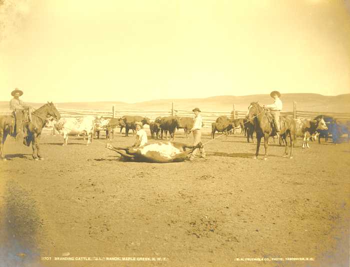 Branding Cattle, J.L. Ranch, Maple Creek