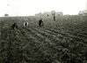 thumbnail for University of Saskatchewan Field Crops - Harvesting Carrots